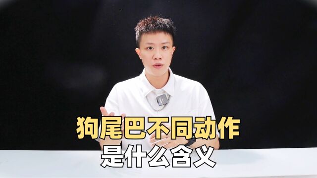 狗尾巴不同动作,是什么含义?