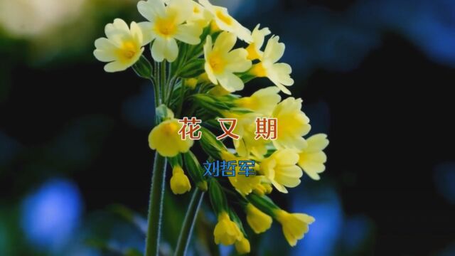 MV《花又期》刘哲军