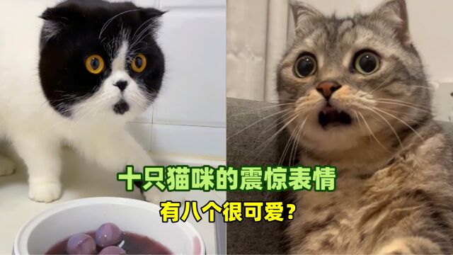 宠物解说:十只猫咪的震惊表情,有八个很可爱?