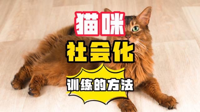 如何对猫咪进行社会化训练?一分钟让你拥有小乖猫!