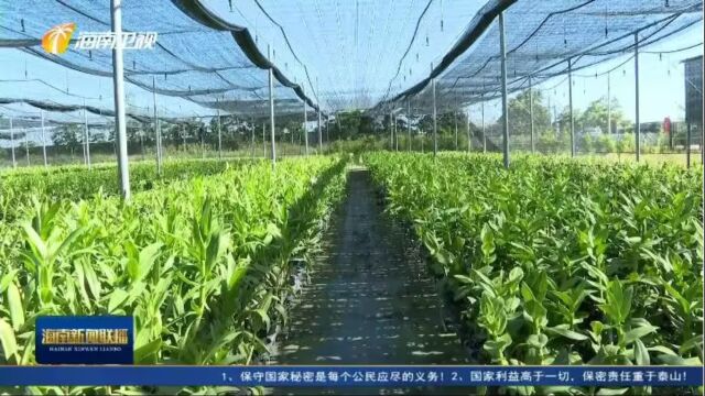 李荣灿在乐东黎族自治县与东方市开展重点提案督办时指出 加大重点提案督办力度 不断提升环岛旅游公路服务软环境