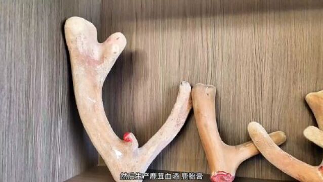 长白山臻选ⷤ𙡦‘名品 | 特色养殖 致富有“鹿”