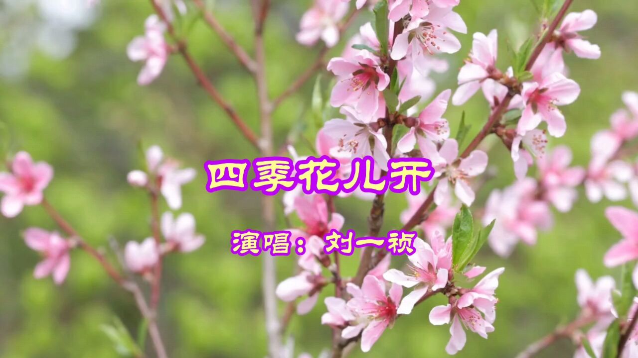 刘一祯演唱的歌曲《四季花儿开》,请欣赏