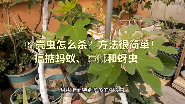 蚧壳虫怎么杀?方法很简单!还能搞掂蚂蚁、蟑螂和蚜虫