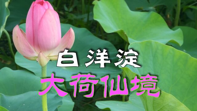 巨大的荷花音乐喷泉表演,白洋淀荷花大观园大荷仙境