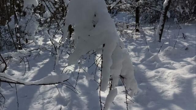 落叶松上的雪,格外漂亮.每当大雪堆积,落叶松的松树枝总会朝下弯曲.下方的树枝甚至接近地面.#落叶松#雪景#南楼山#山里雪景