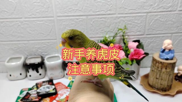 新手养虎皮:注意事项!