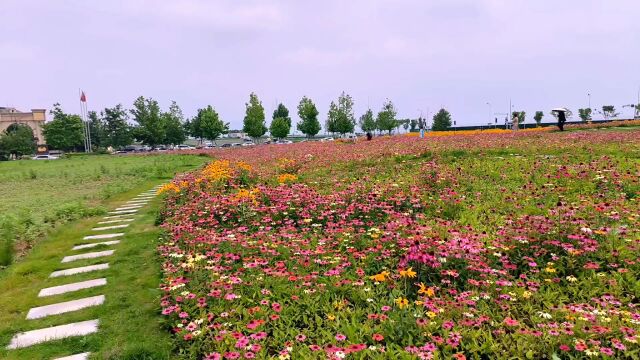 大连高新园区花海攻略,最佳花期到了,快来打卡吧