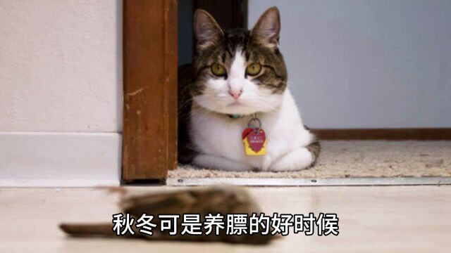 养猫人主食罐囤货指南,这些猫罐头配享太庙