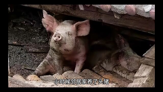 睡前搞笑故事