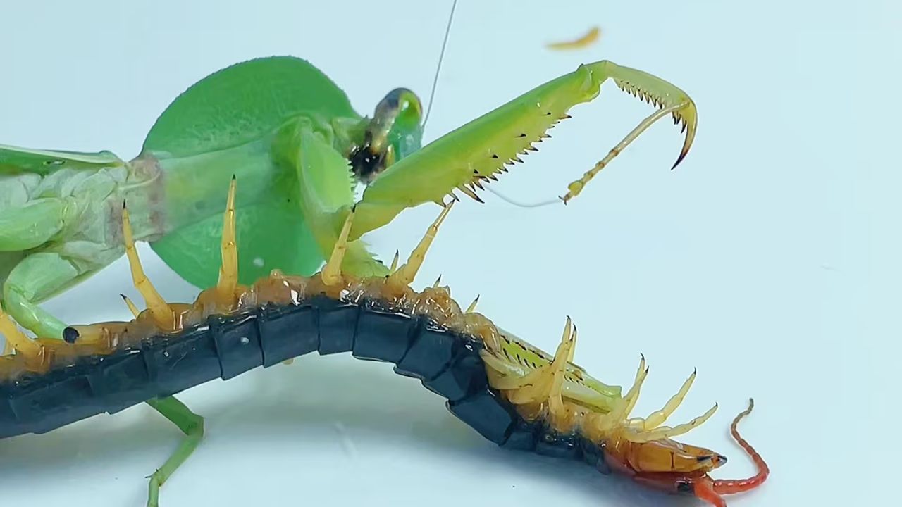 蜈蚣vs螳螂 螳螂pk蜈蚣 康康心痛