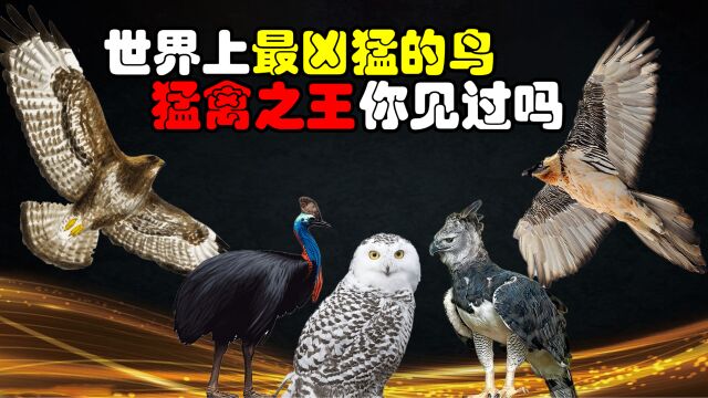 世界上最凶猛的,“9种鸟”,真正的猛禽之王你见过吗