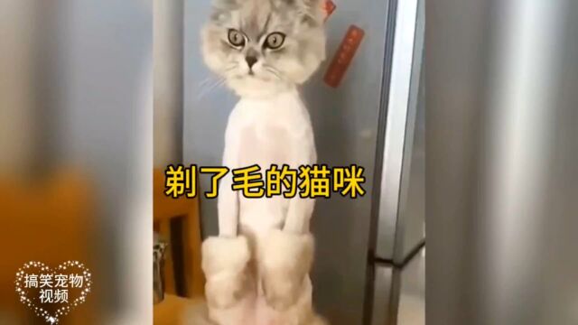 盘点那些剃了毛的猫咪