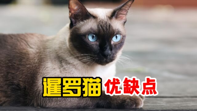 暹罗猫值得养吗?看完它的优缺点你就知道了!