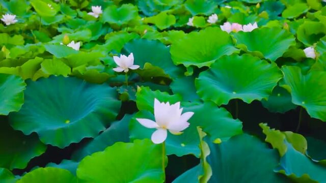 夏日荷花与高铁的邂逅