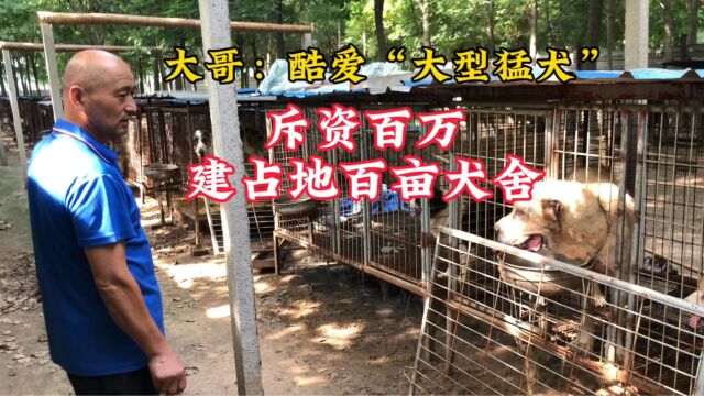 大哥:酷爱“大型猛犬”斥资百万建立占地百亩的大型猛犬养殖基地