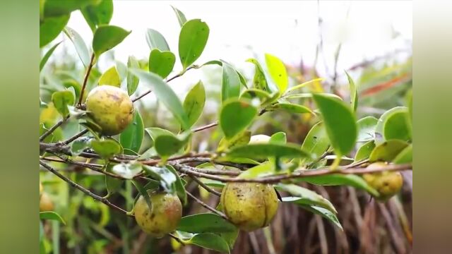 油茶大省新变化,利用闲置土地,扩大油茶种植面积