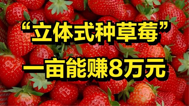 大叔用立体式种草莓的方法,一亩地赚8万元,年销售额达800万元!