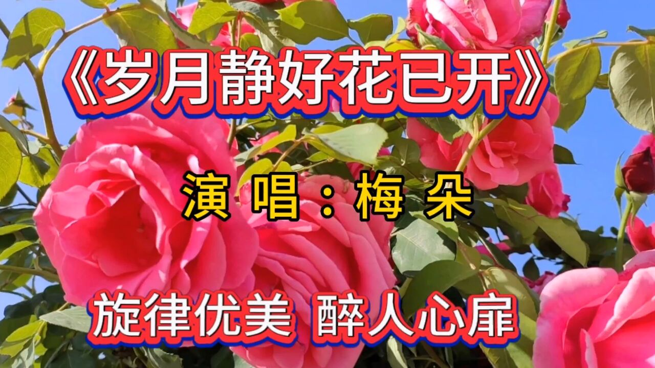 梅朵一首《岁月静好花已开》旋律优美,歌声醉人,百听不厌!