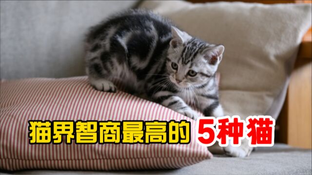 智商最高的5种猫,有你家那位吗?