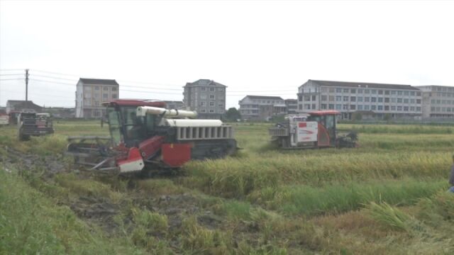 温岭农户与“卡努”比速度 30多台江苏农机跨省助力早稻抢收