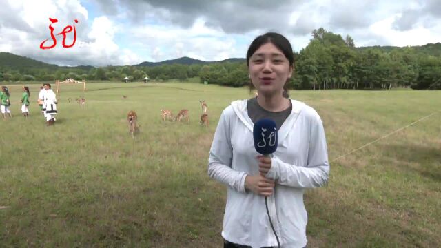 避暑胜地黑龙江 大美伊春享清凉