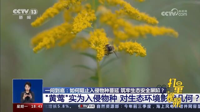 “黄莺”实为入侵物种,对生态环境影响几何?