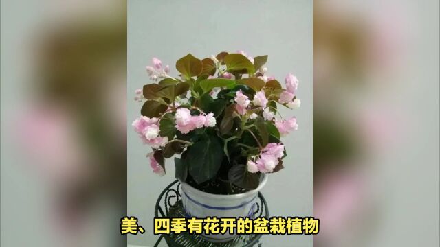 重瓣秋海棠是一种叶绿花美、四季有花开的盆栽植物