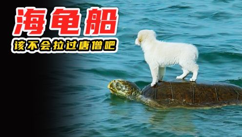 海龟居然给狗子“当船用”，难道它曾经载过唐僧取经？