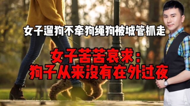 女子遛狗不牵狗绳,狗被城管抓走.女子苦苦哀求:狗子怕在外过夜