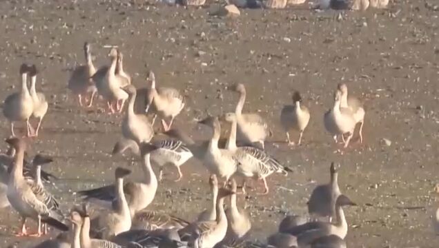 湖南岳阳洞庭湖进入今冬候鸟迁徙高峰期