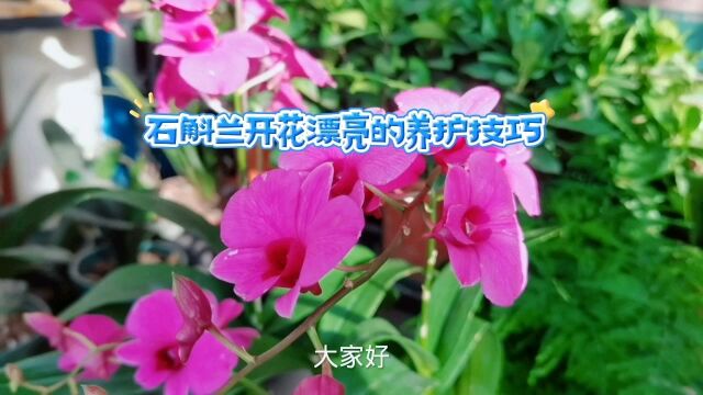 石斛兰开花漂亮的养护技巧