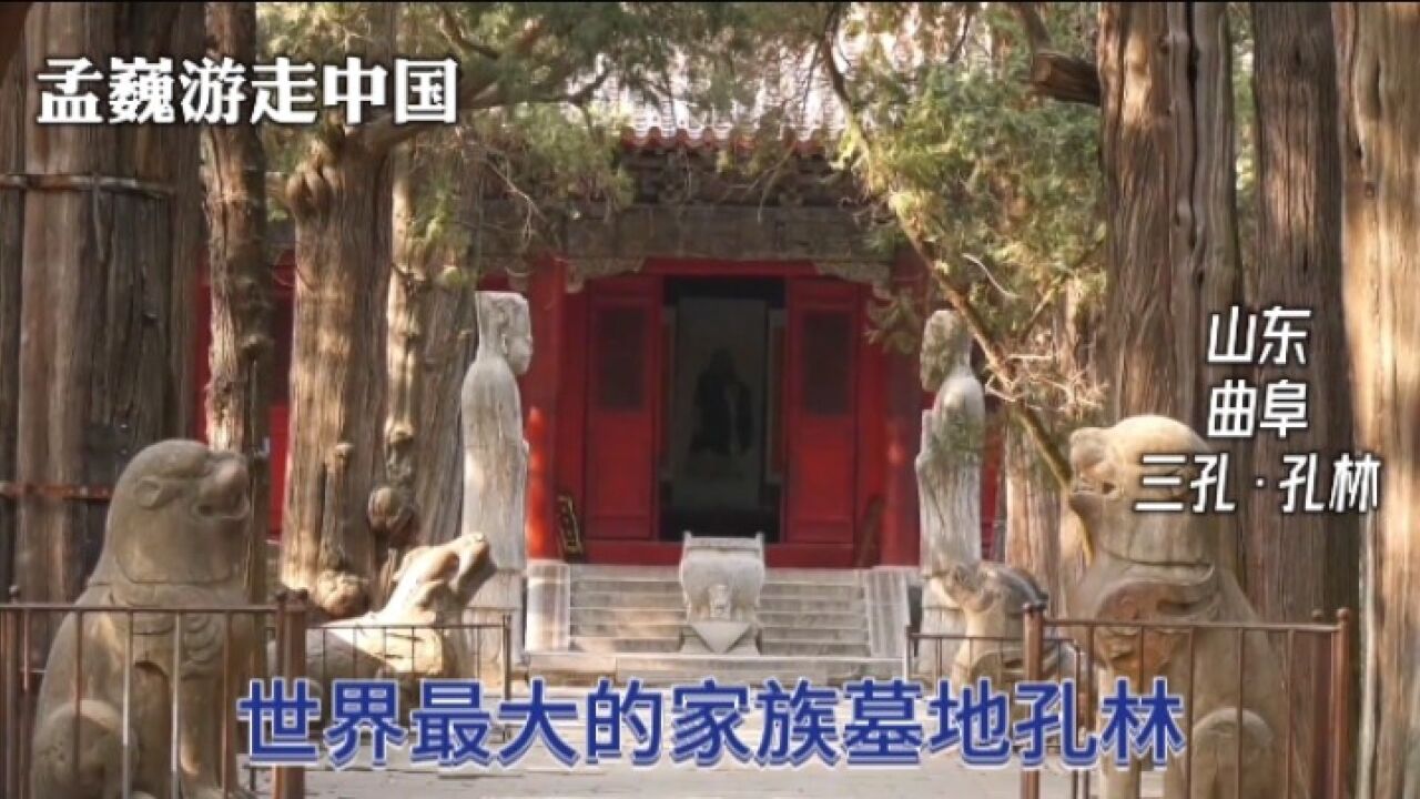 山东曲阜三孔孔林,世界文化遗产,最大的家族墓地_高清1080P在线观看平台_腾讯视频
