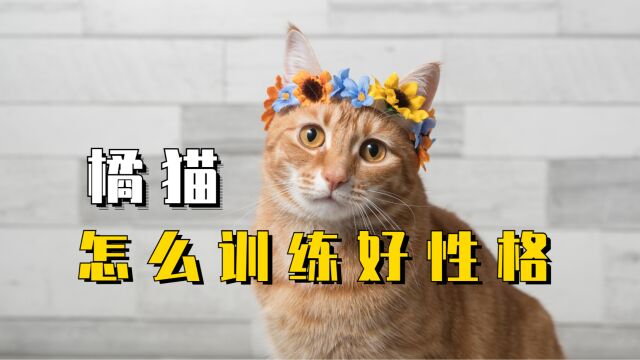 怎么做,可以训练出好性格的橘猫?5年资深铲屎官教会你!