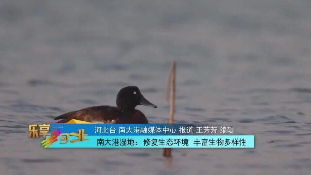 这么近,那么美,周末到河北|南大港湿地:修复生态环境 丰富生物多样性