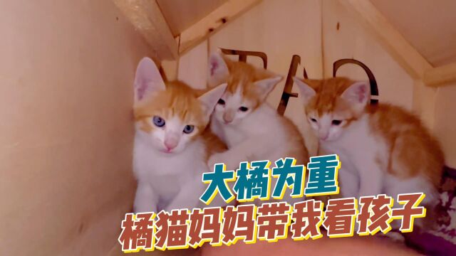 喂猫日记:流浪橘猫妈妈热情的带我去看它的孩子