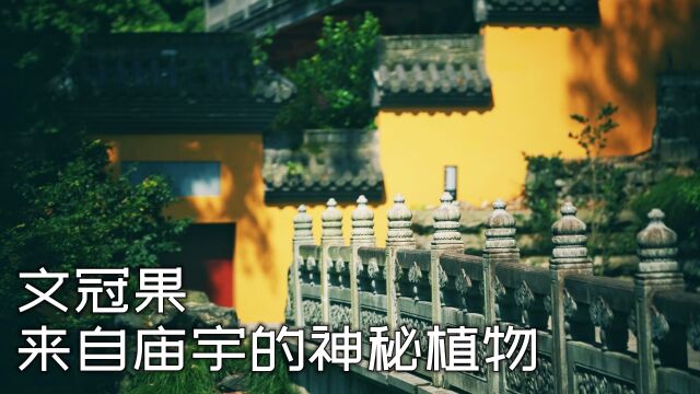 文冠果:佛教庙宇的神秘植物,喇嘛心中的神圣之树