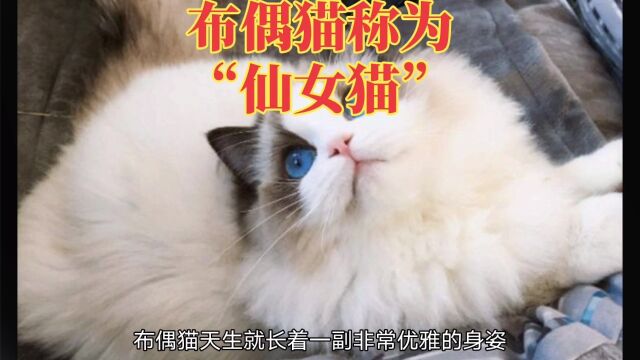 布偶猫优雅身姿,仙女猫的魅力无法挡