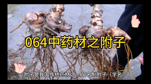 064中药材知识分享之附子