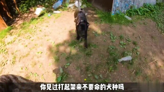 10个专为杀戮而生的战斗犬种,个个战力爆表,凶猛的要命!