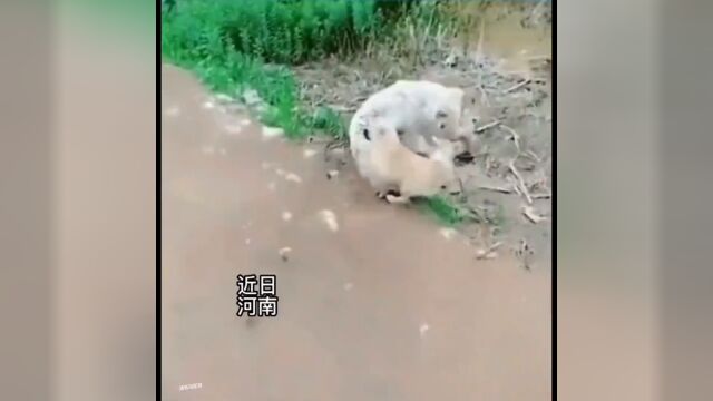 恶狗先告状