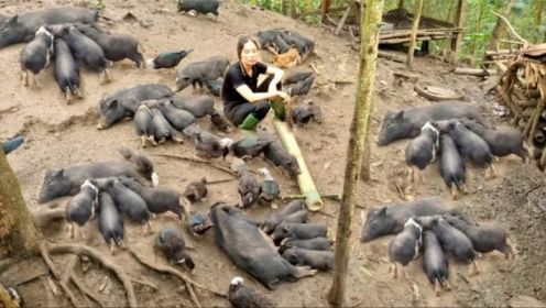 大姐在山里找了一处风水宝地，成功喂养80头大黑猪，彻底吃肉自由