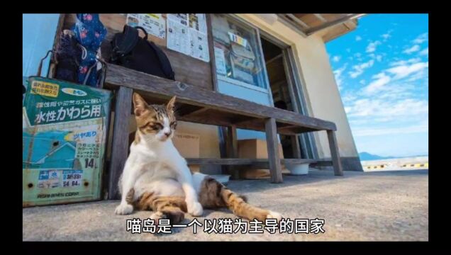 不一样的猫鼠狗三国大战第一章