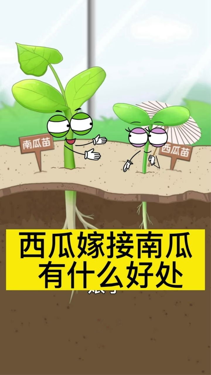 西瓜嫁接南瓜,有什么好处