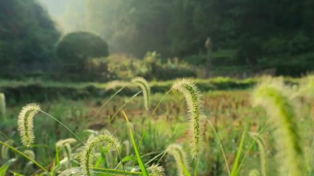 三伏天过,秋意渐染 凉风徐徐,时有清欢 这个秋天,去干什么都好 一步一景,如诗似画