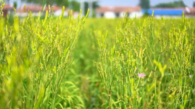 临邑:黄花菜基地迎盛产期 抱团发展成群众致富“黄金产业”