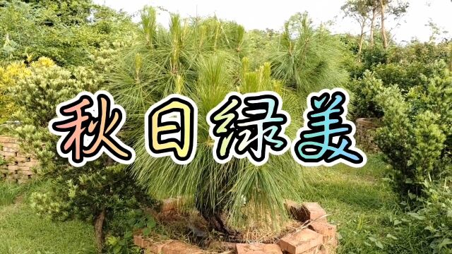 兴宁市三华园艺有限公司花圃秋日绿美