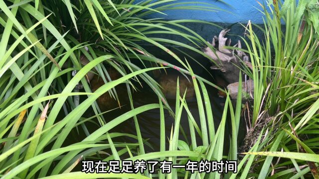 小伙养了10条“眼镜蛇雷龙”,很多外地人都不认识,你们见过吗?