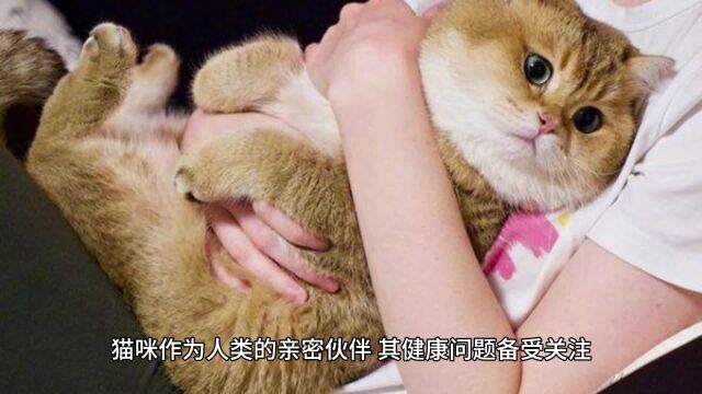 猫咪的健康哀歌:贫血的成因、识别与应对