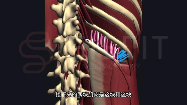 第12肋骨的秘密:它如何影响你的呼吸和核心稳定